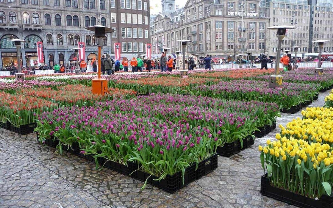 National Tulip Day